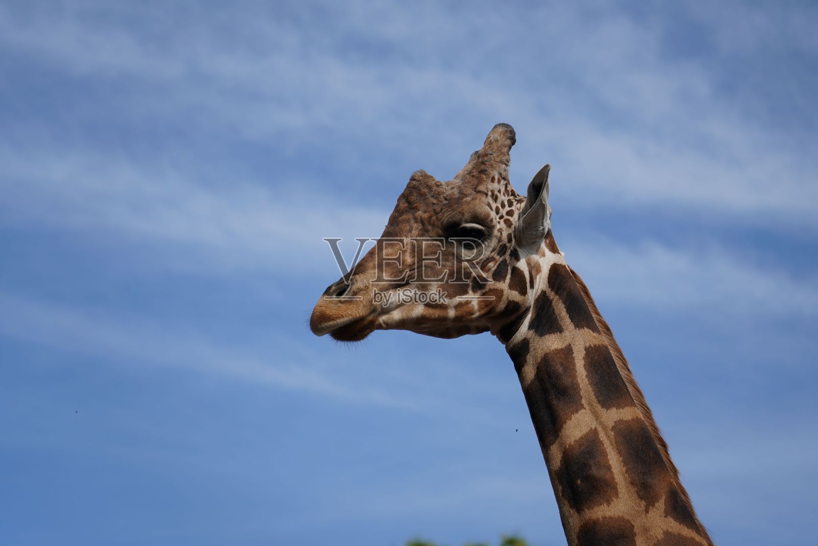 从侧面近距离拍摄一只北方长颈鹿的头部照片摄影图片