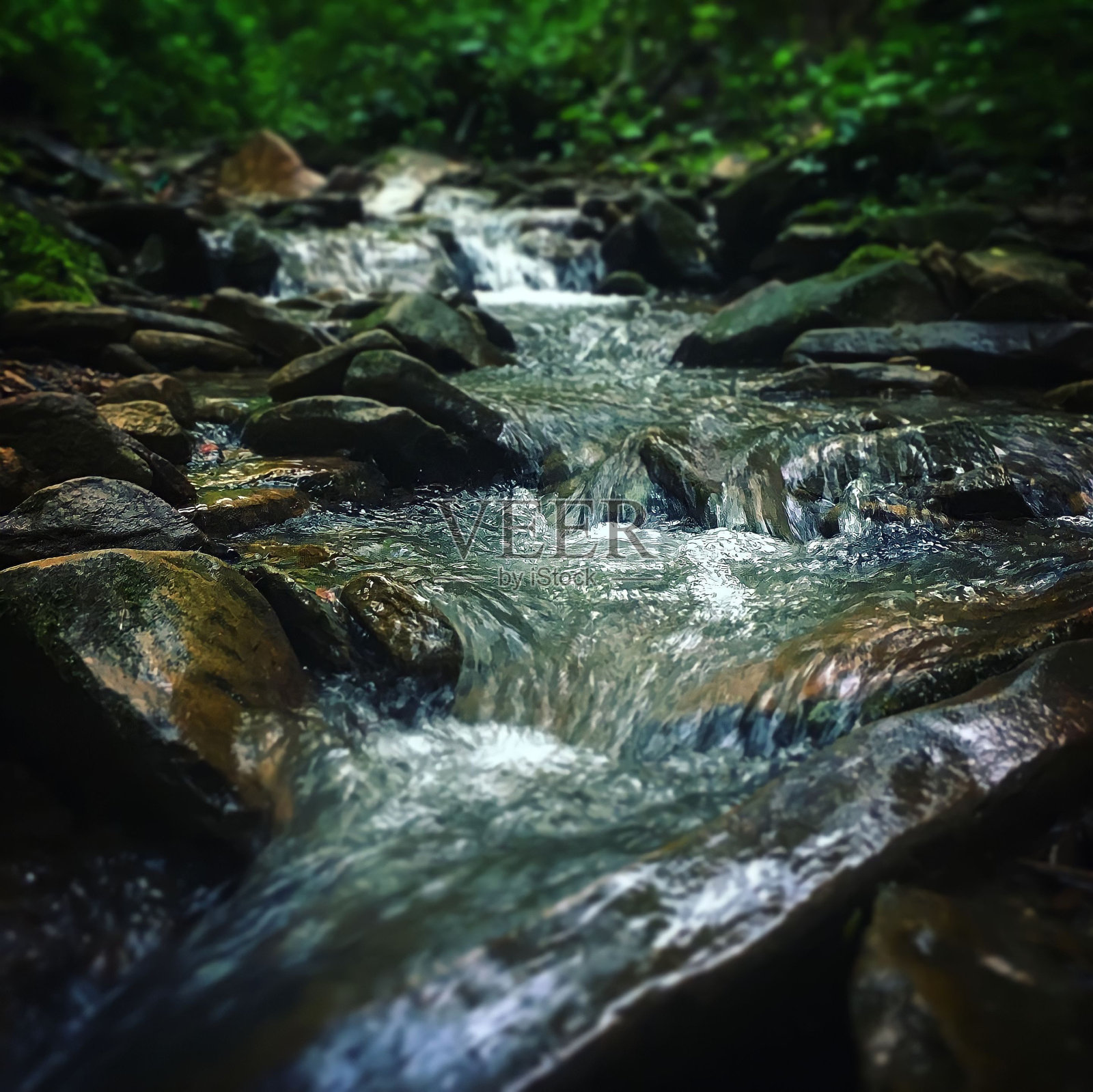 隐藏的春天照片摄影图片