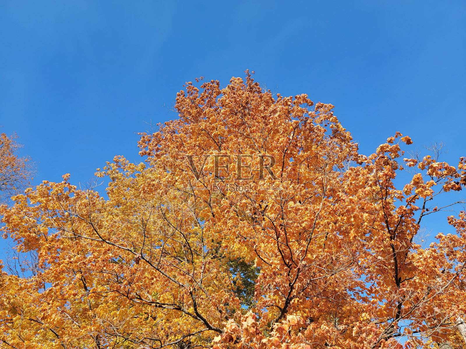 蓝蓝的天空映衬着灿烂多彩的枫树照片摄影图片