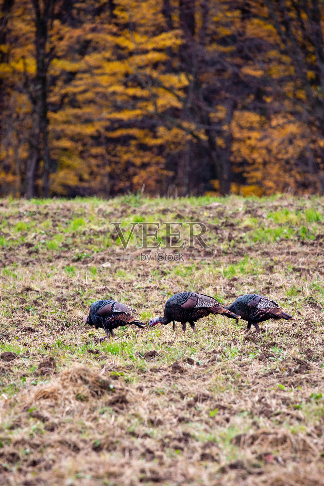 威斯康星州田地里的雄性野火鸡照片摄影图片