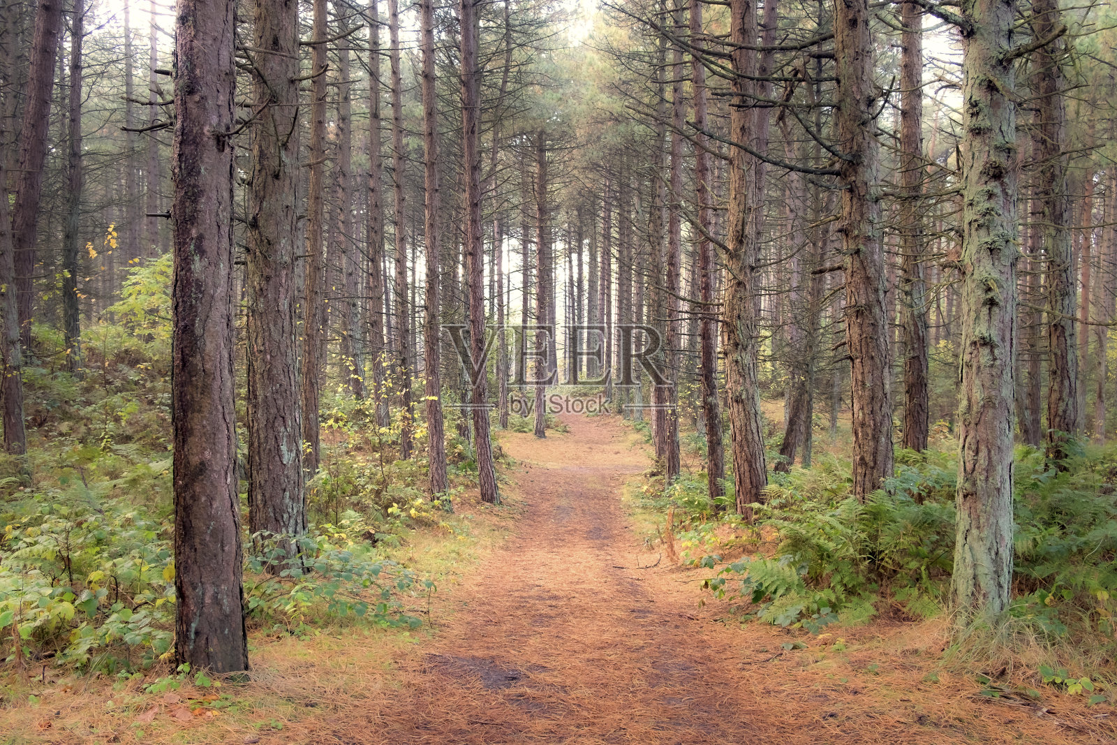 穿过松树林的小径照片摄影图片