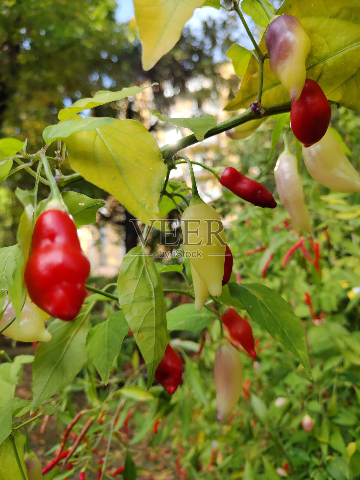 辣椒照片摄影图片