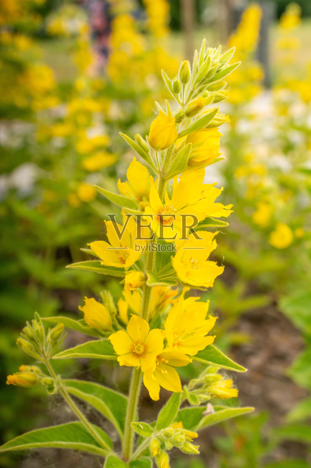 绿色田野中美丽的黄色松鸡的浅聚焦镜头照片摄影图片