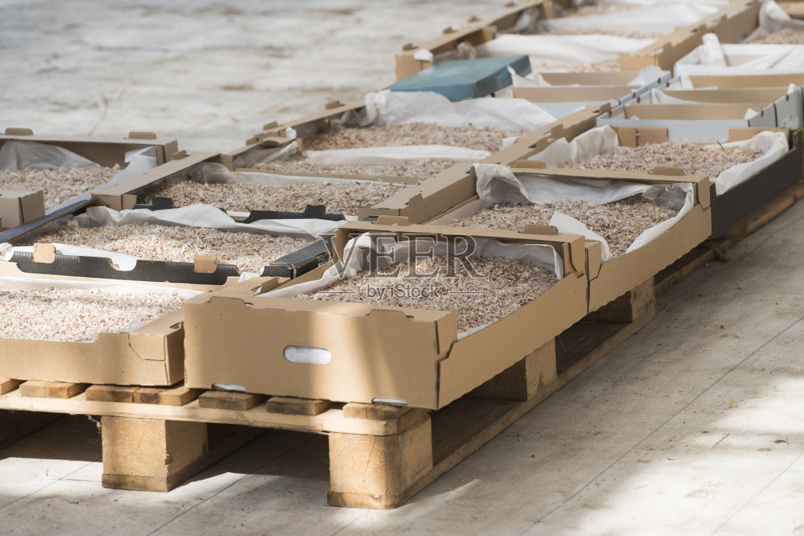 种子由外层产生照片摄影图片