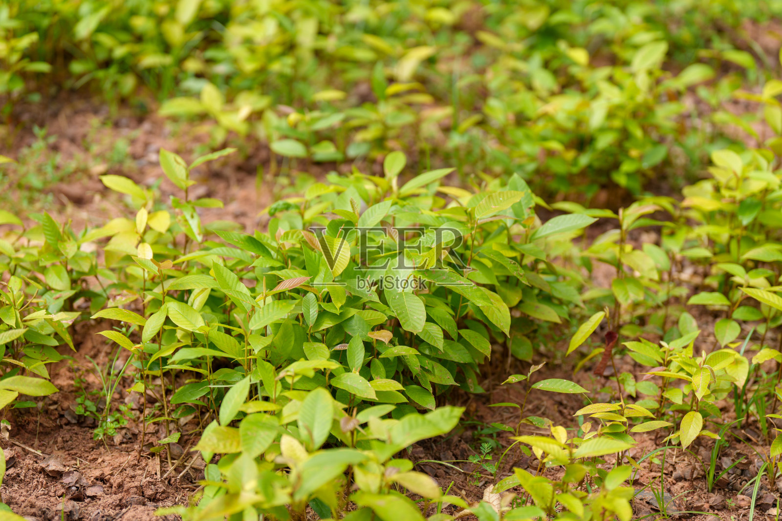 盆栽植物和植物栽培照片摄影图片