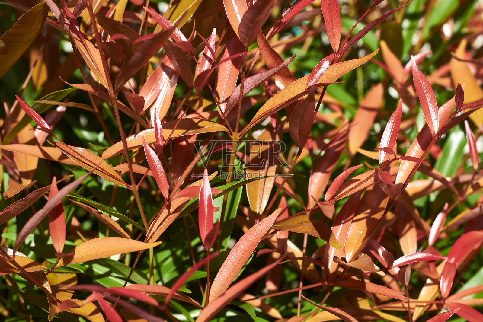 叶照片摄影图片