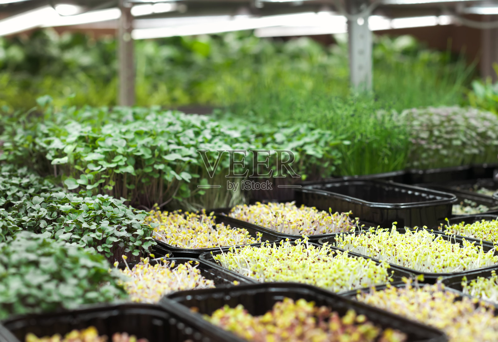 在微型绿色农场种植各种种子。小型企业为健康饮食埋下了萌芽。有机食品的温室照片摄影图片