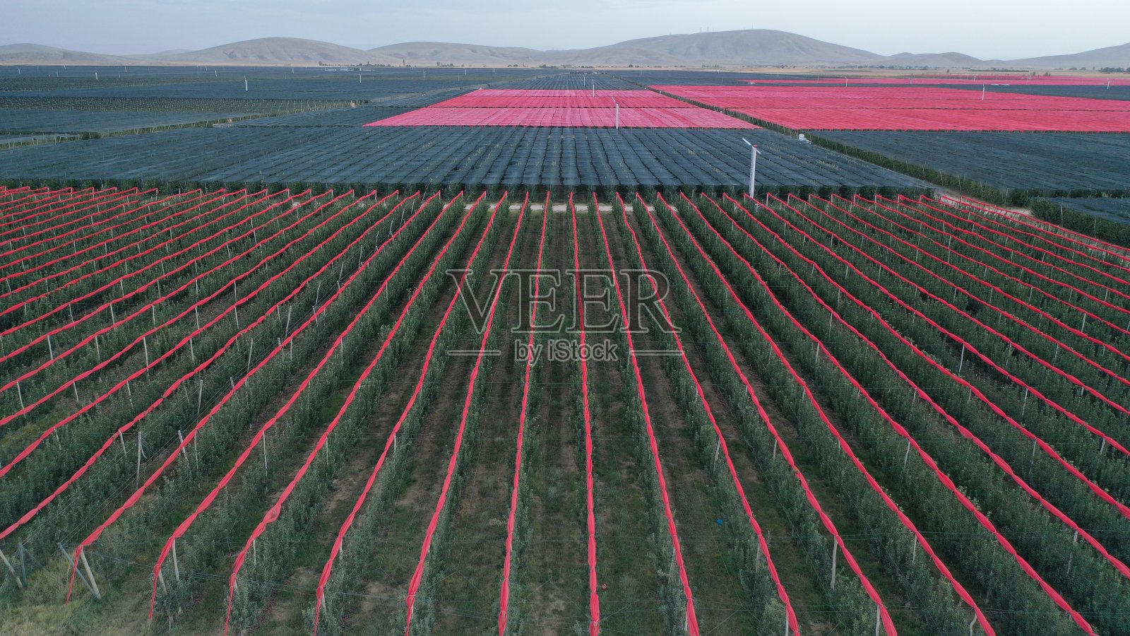 苹果园在田间。鸟瞰图。照片摄影图片