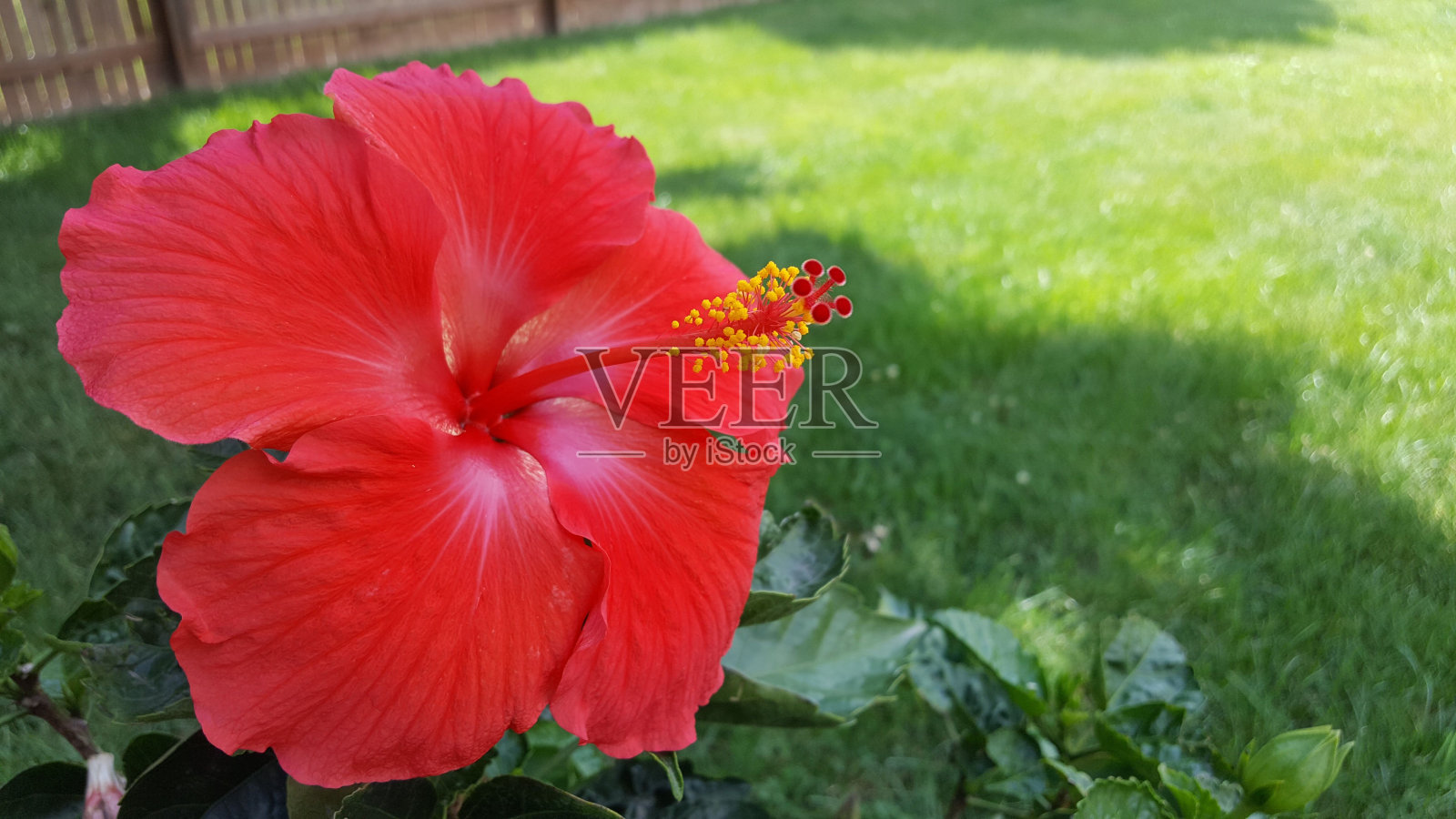 芙蓉花与绿色背景隔离的特写镜头照片摄影图片