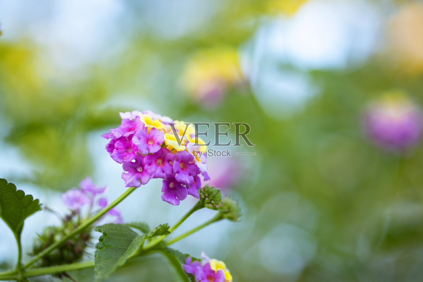 粉色和黄色的兰塔娜卡马拉照片摄影图片