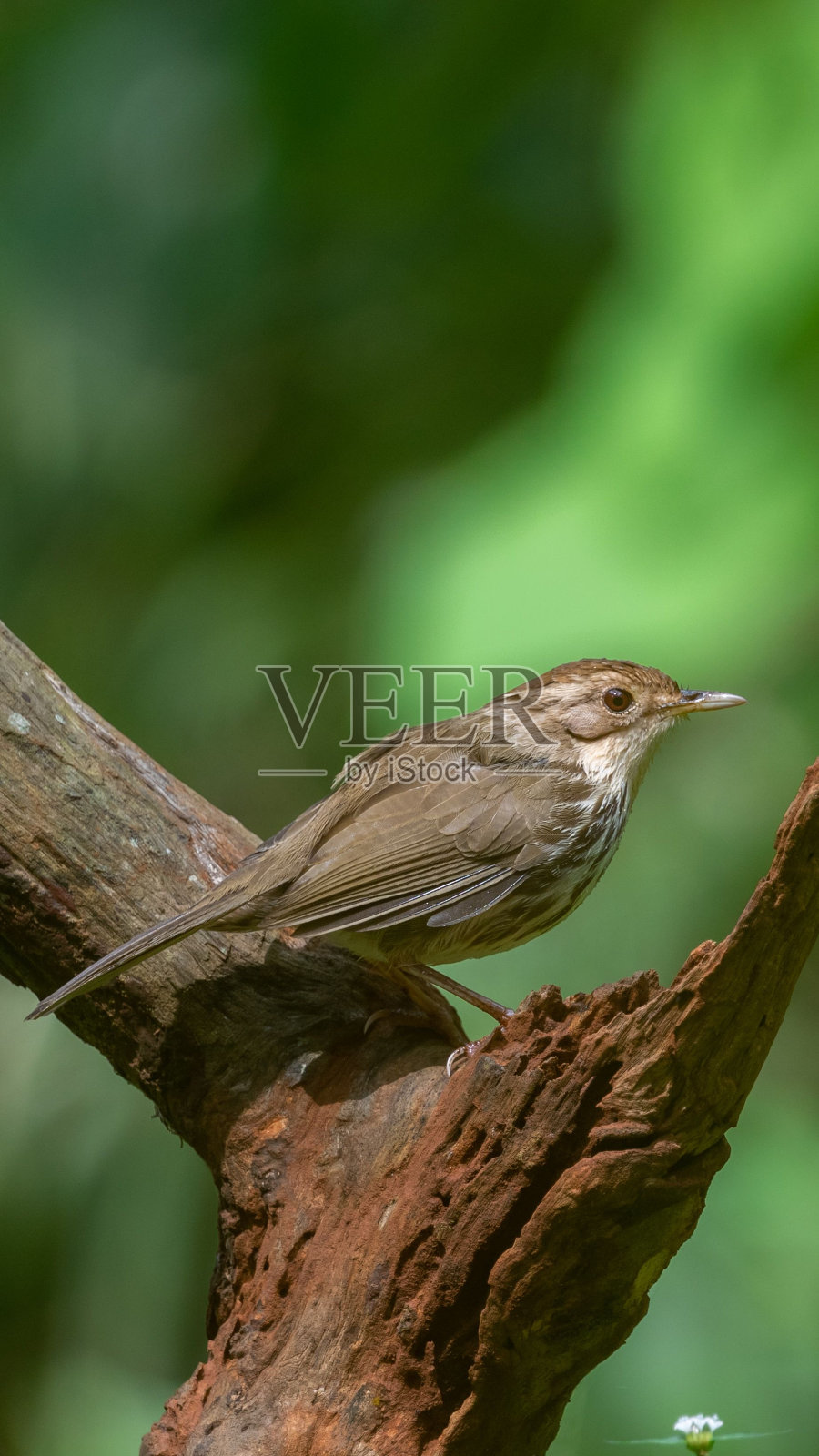 日光下,一只嘶哑着嗓子咿呀学语的鸟栖息在一根树枝上照片摄影图片