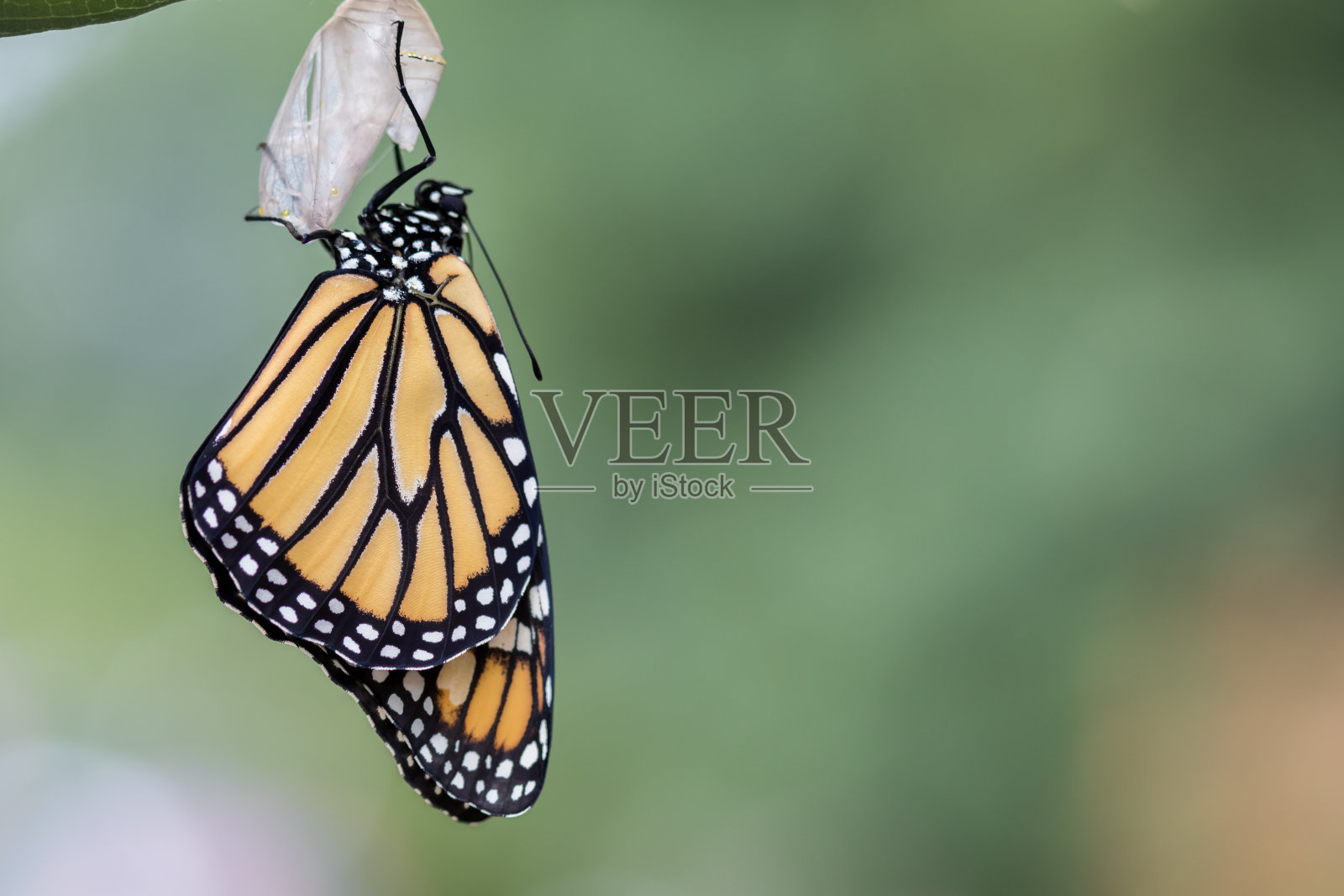 一个美丽的蝴蝶的特写镜头-变形的概念照片摄影图片