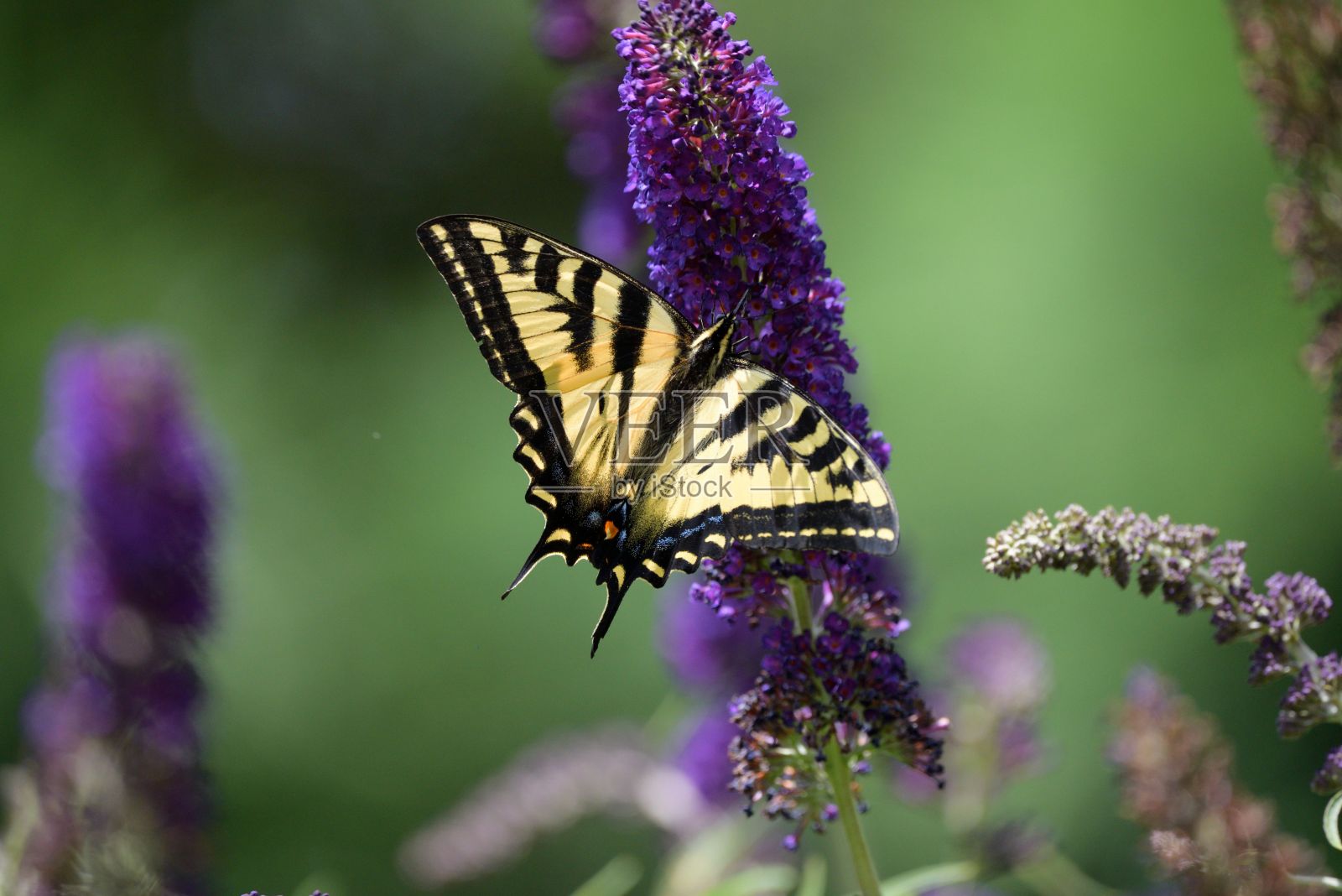 紫色花朵上燕尾蝶的特写镜头照片摄影图片