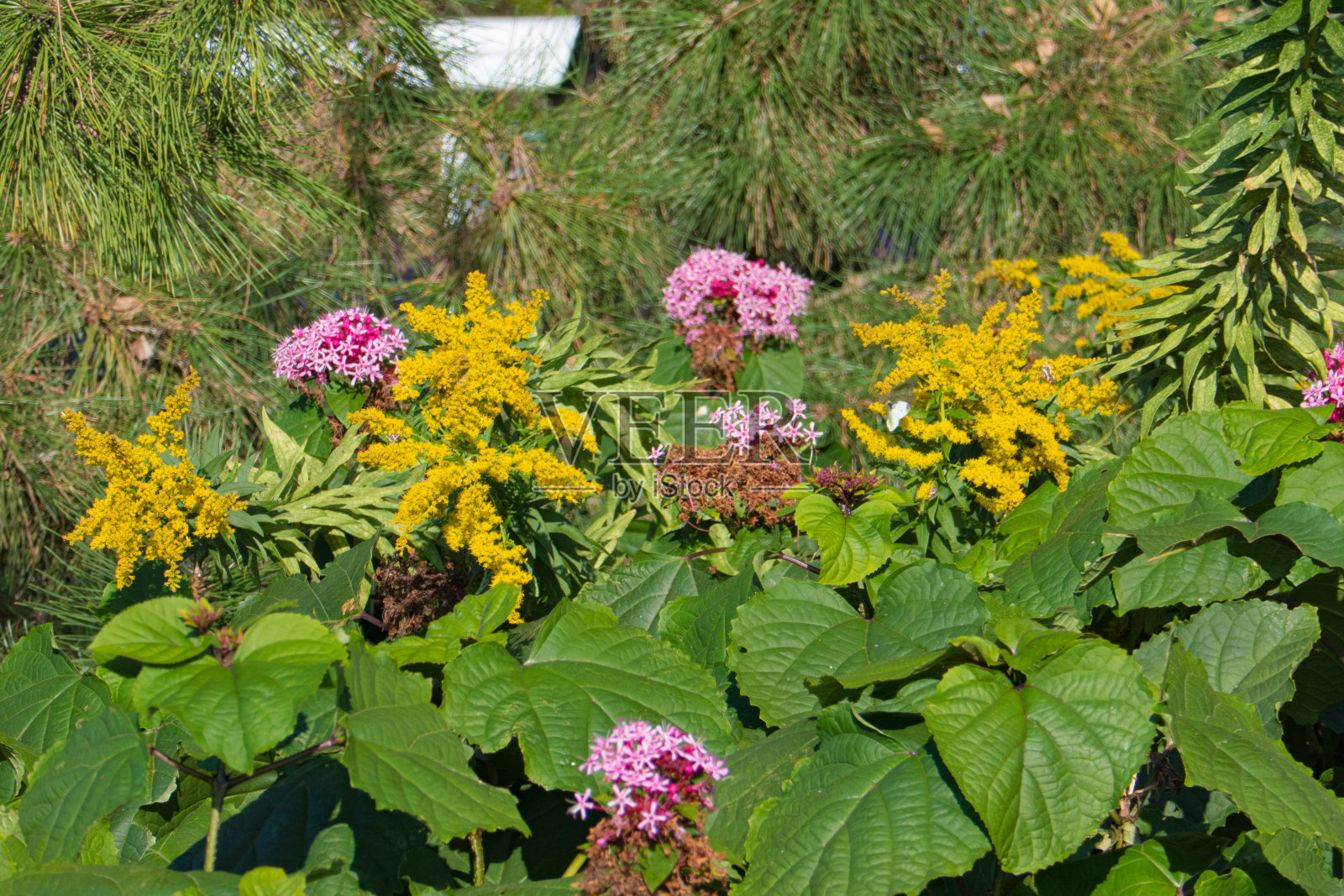 丰富多彩的植物照片摄影图片