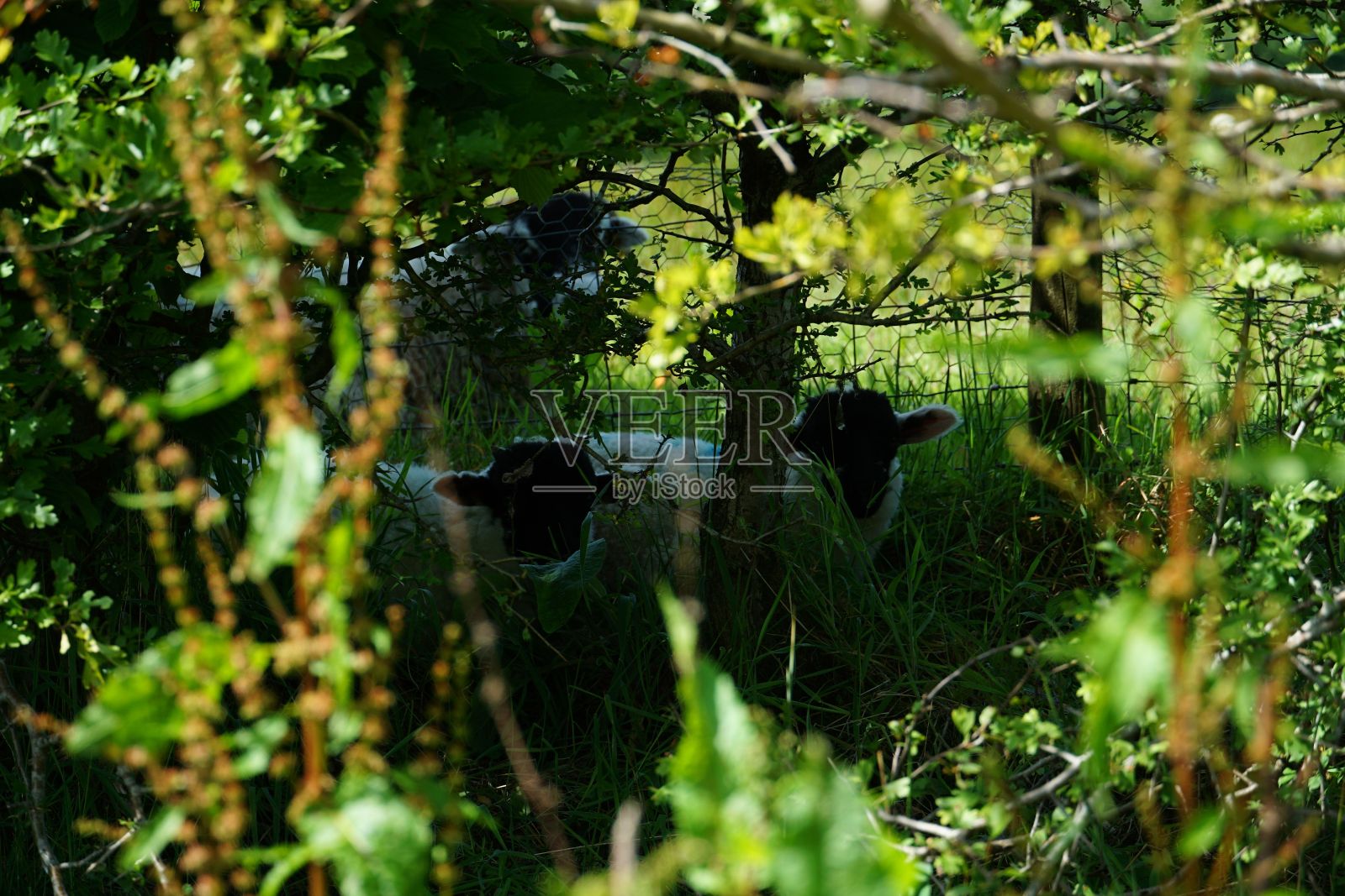 奶牛躺在地上的选择性聚焦镜头与植物在前景照片摄影图片