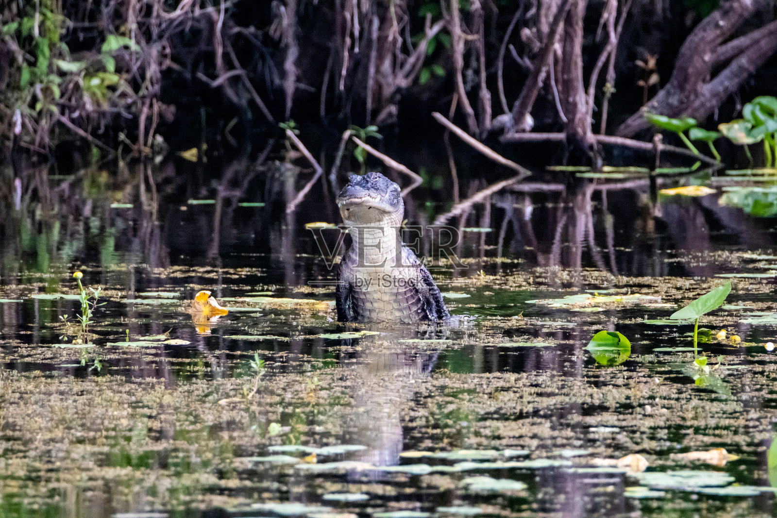 湖中可怕的鳄鱼试图寻找猎物照片摄影图片
