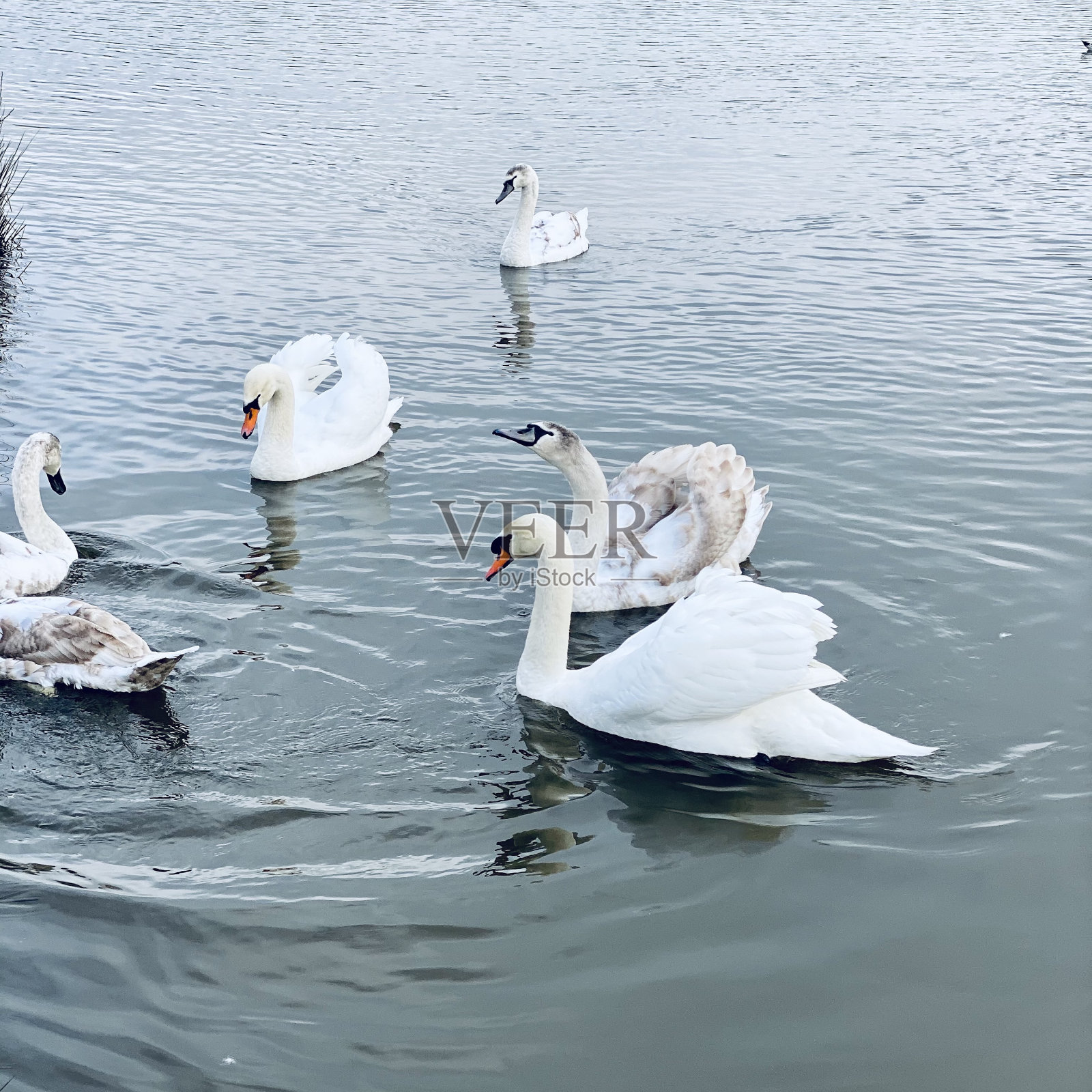 一群天鹅照片摄影图片