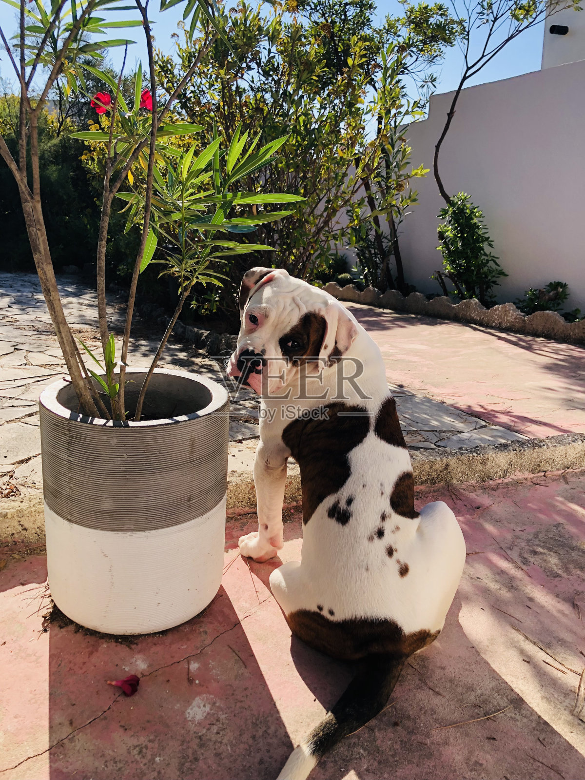 狗照片摄影图片