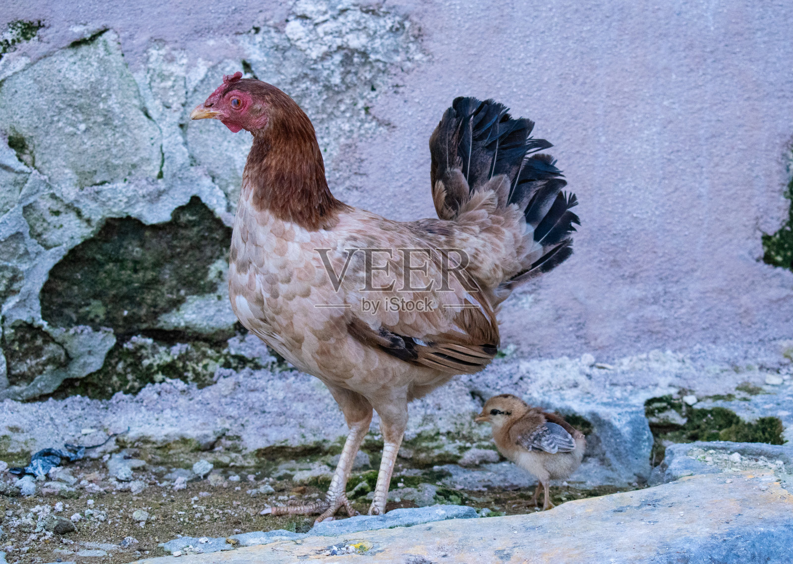 鸡照片摄影图片