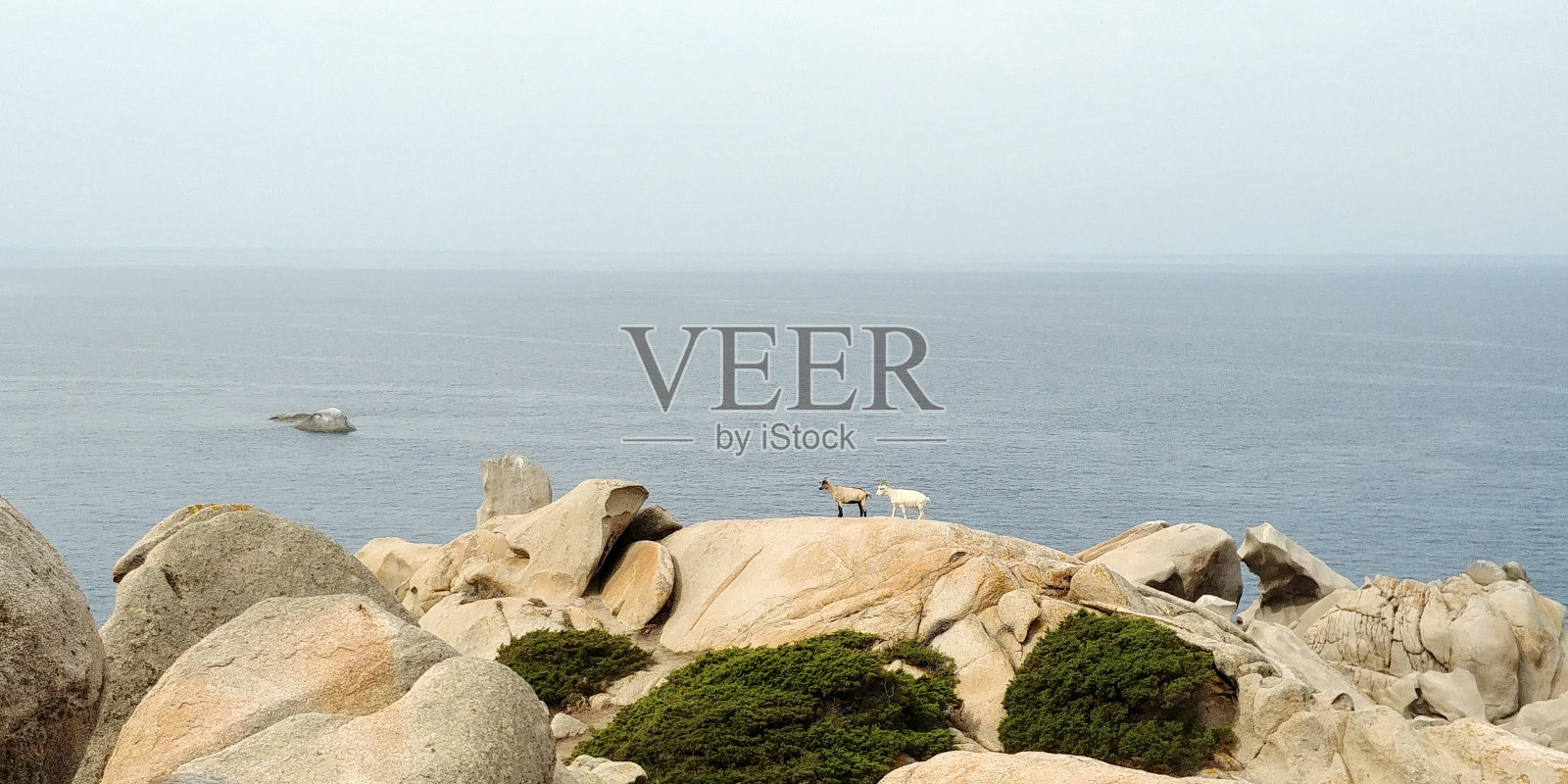 头的山羊照片摄影图片