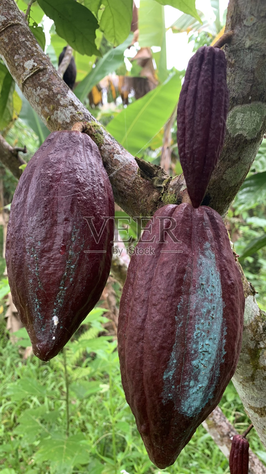 大大小小的巧克力照片摄影图片