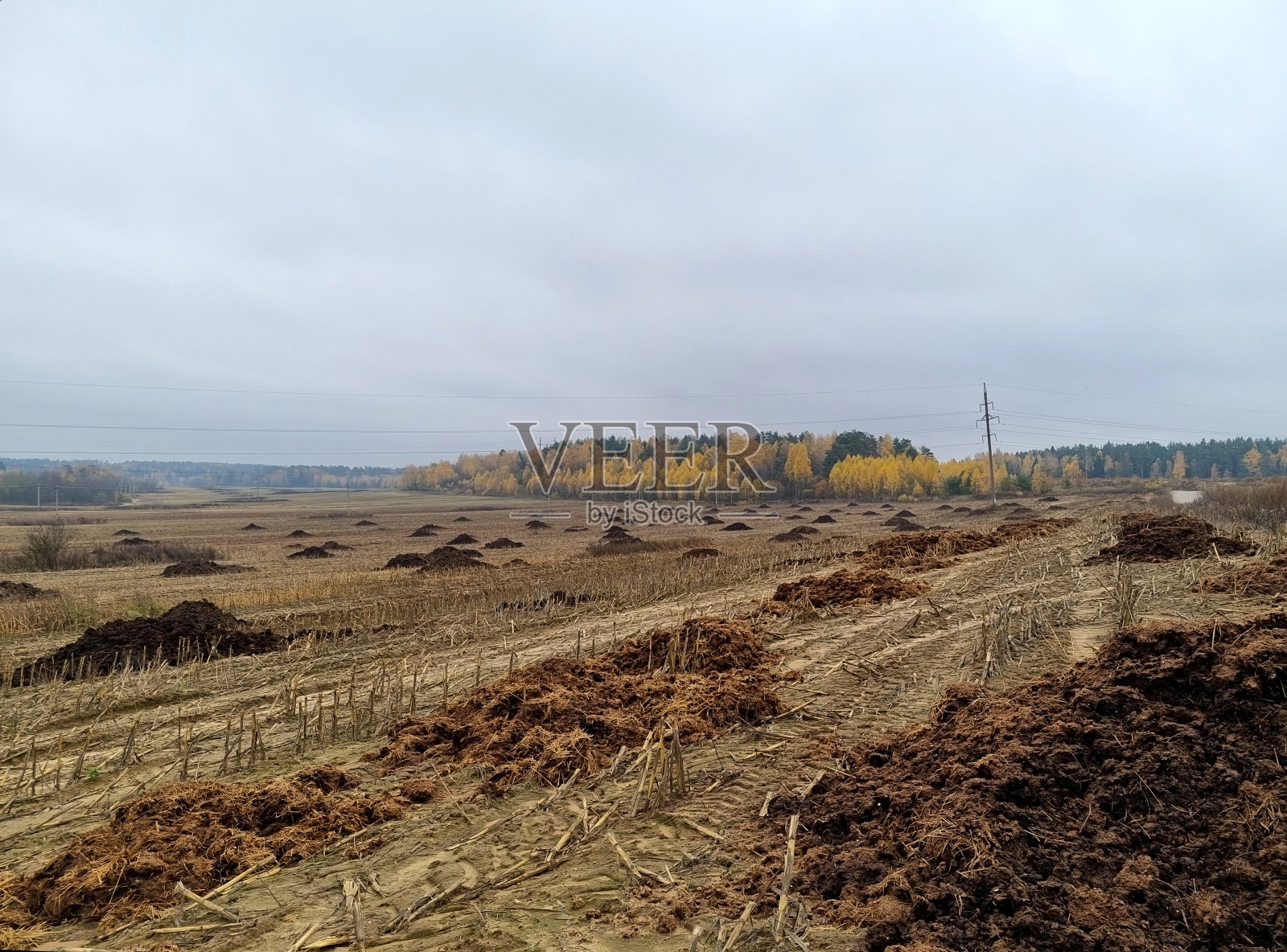 生态农业。秋天肥料领域。农民们把粪肥拖到地里。照片摄影图片