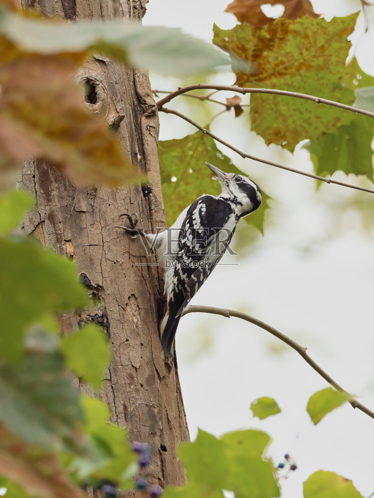 选择性聚焦拍摄的毛啄木鸟在树上照片摄影图片