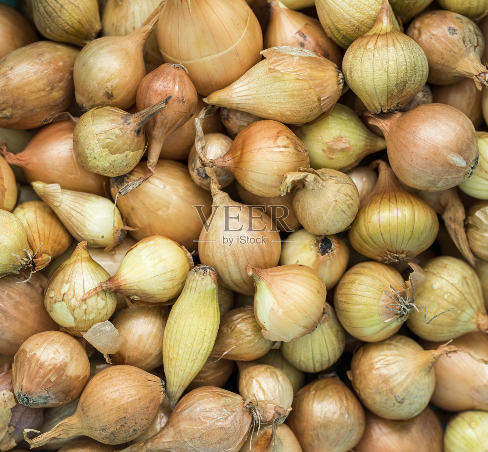 用于种植的小球茎的背景照片摄影图片