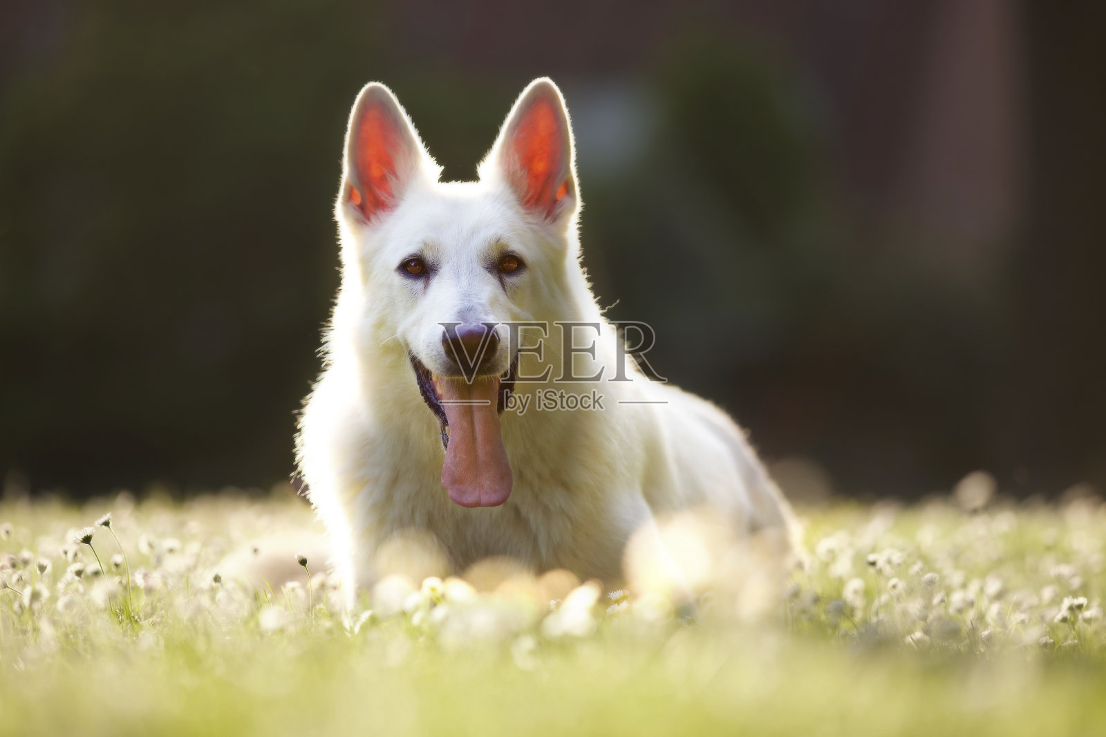一只白色的瑞士牧羊犬在草地上休息的特写照片摄影图片