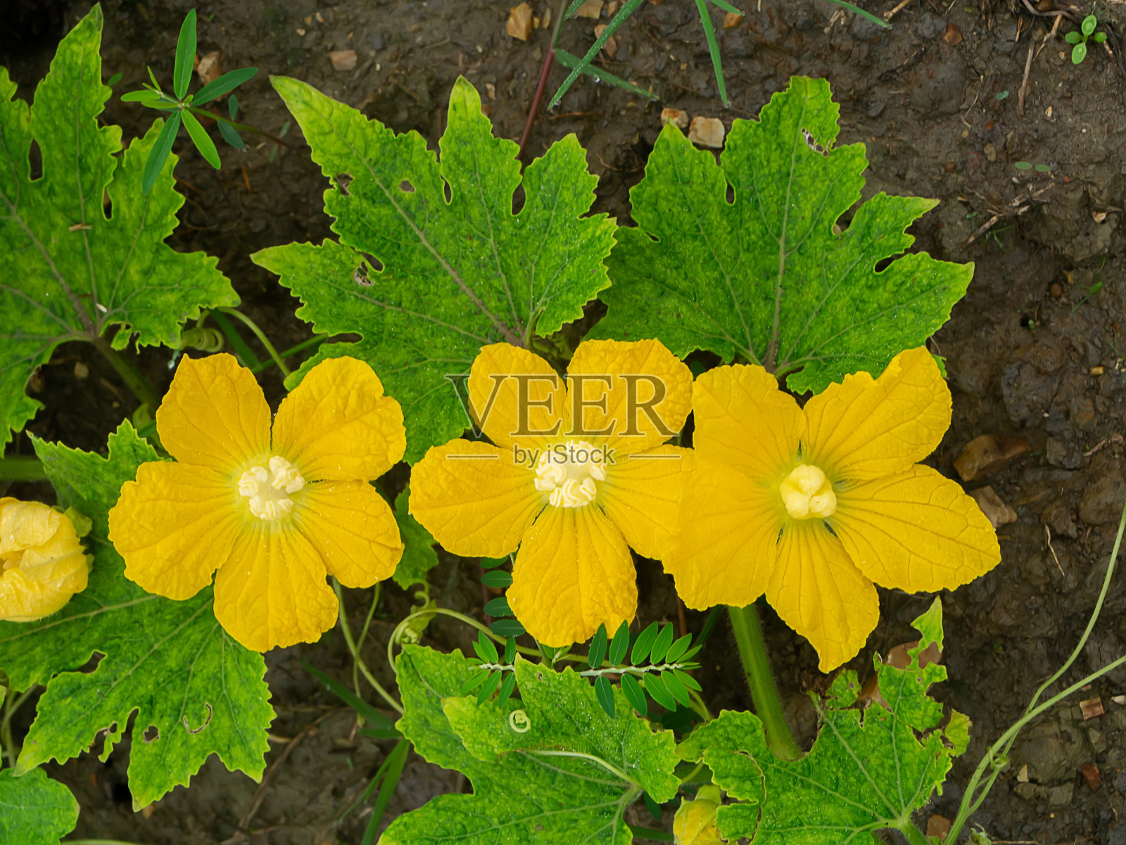 冬瓜花特写照片摄影图片