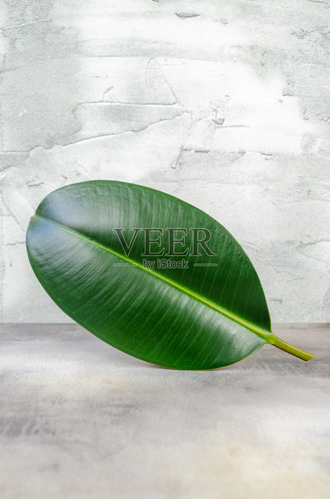 混凝土背景上单独密集的弹性榕叶,空间为文字,商品。照片摄影图片