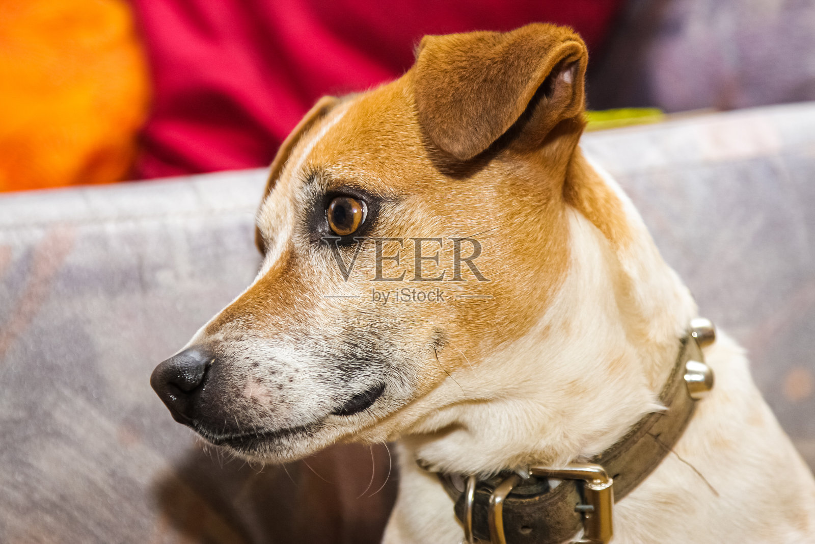 一只可爱的杰克罗素梗狗在沙发上的特写镜头照片摄影图片