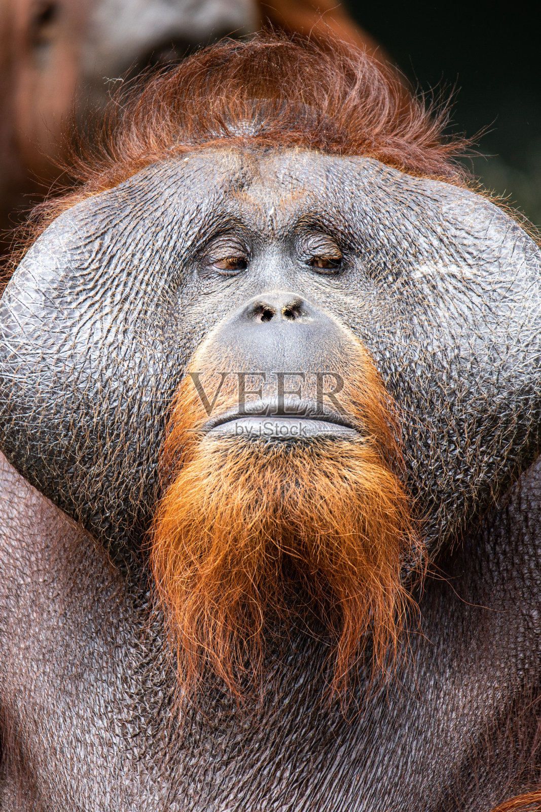 在模糊的背景上垂直拍摄猩猩猴子的脸照片摄影图片