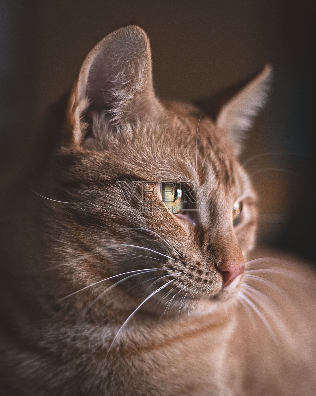 垂直拍摄的姜黄色欧洲短毛猫的脸凝视照片摄影图片