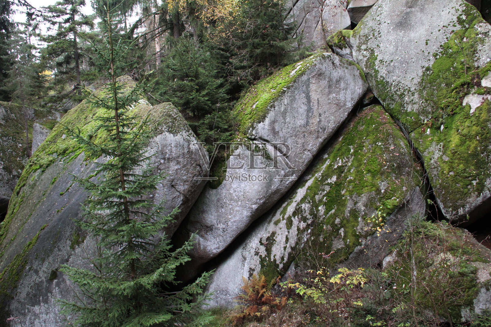 德国路易森堡岩石迷宫中被苔藓覆盖的巨大岩石的特写照片摄影图片