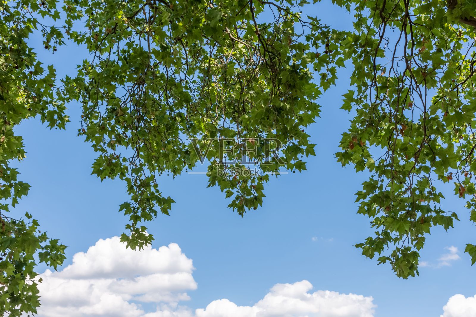 在天空的背景下,覆盖着新鲜绿叶的树枝照片摄影图片