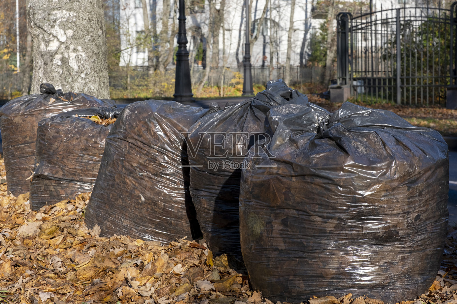 装满秋叶的黑色塑料袋。照片摄影图片