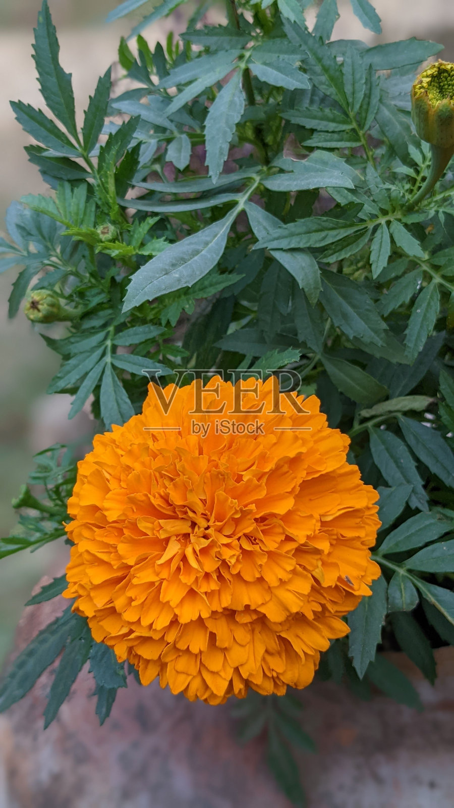 垂直拍摄的橙色万寿菊花和它的叶子照片摄影图片