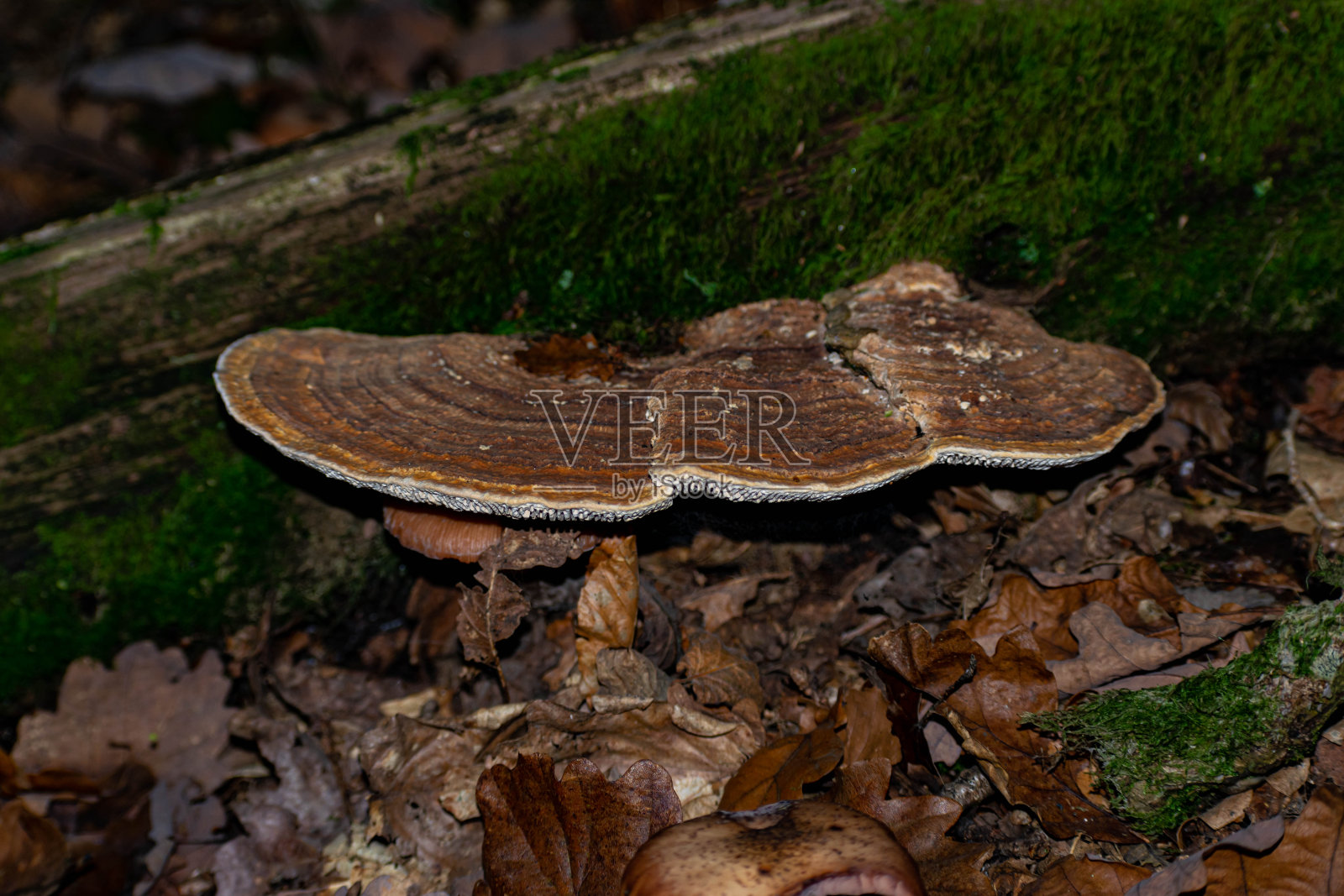 树的真菌照片摄影图片