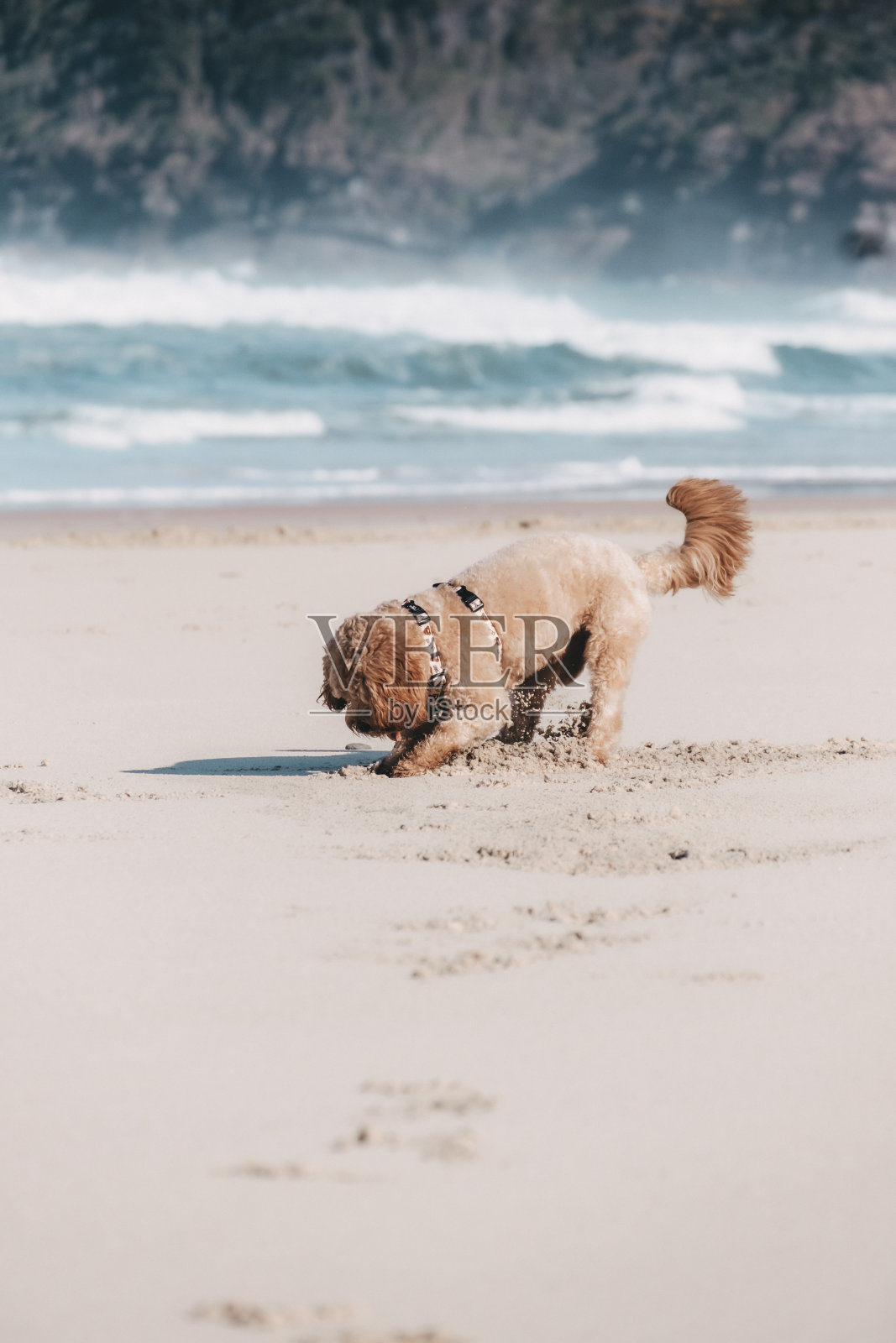 狗狗在沙滩上挖洞,沙子和海浪在后面拍打照片摄影图片