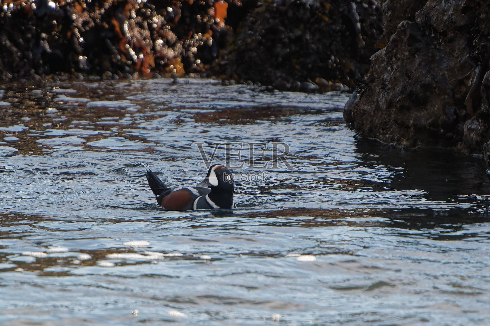 一只丑角鸭(Histrionicus)在岩石河流中游泳的美丽镜头照片摄影图片
