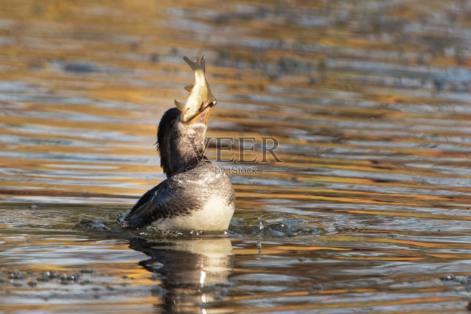 一只戴头巾的mergander在湖里吃鱼游泳的特写镜头照片摄影图片
