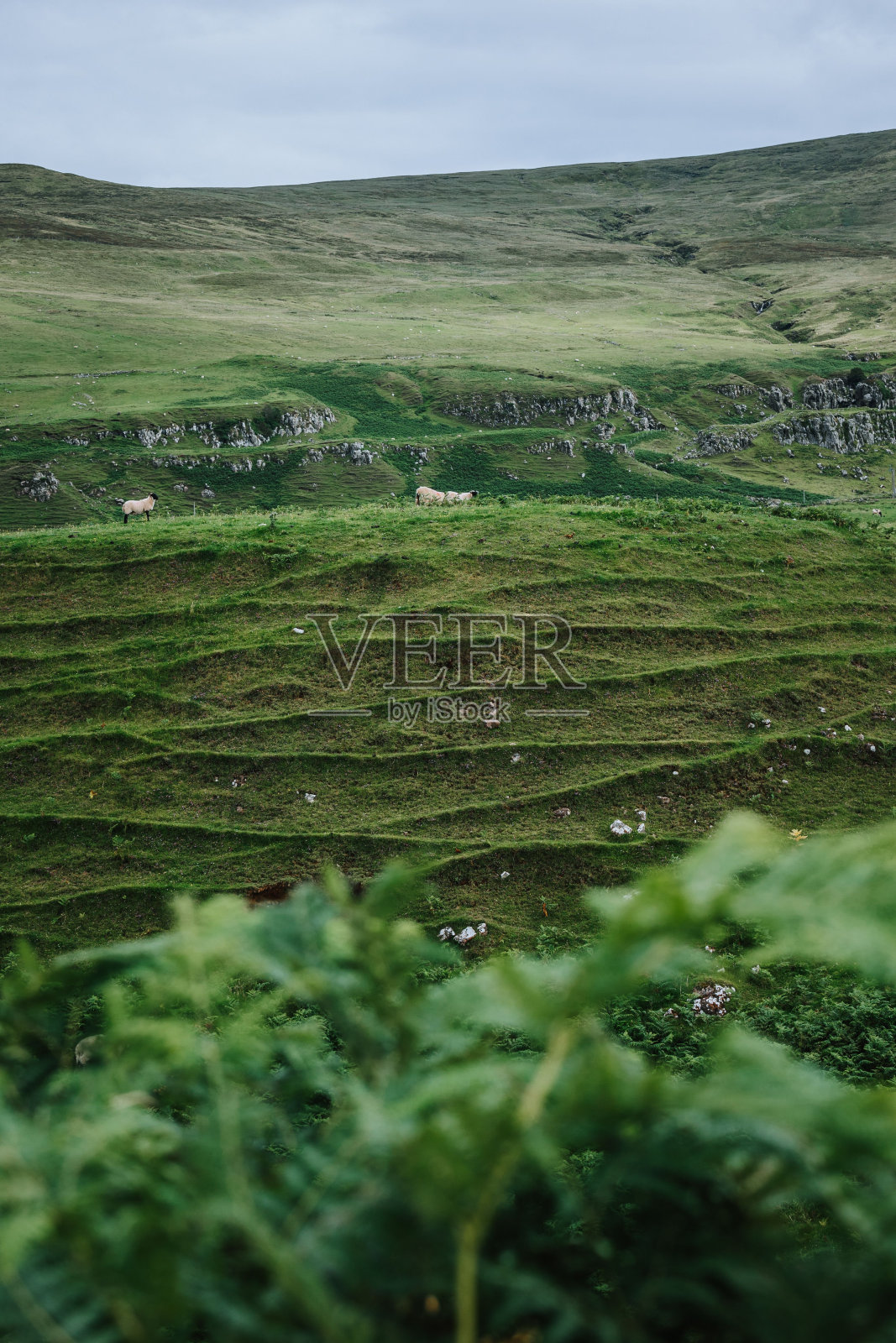 在一个阴沉的日子里,在斯凯岛的山顶上垂直拍摄的羊群照片摄影图片
