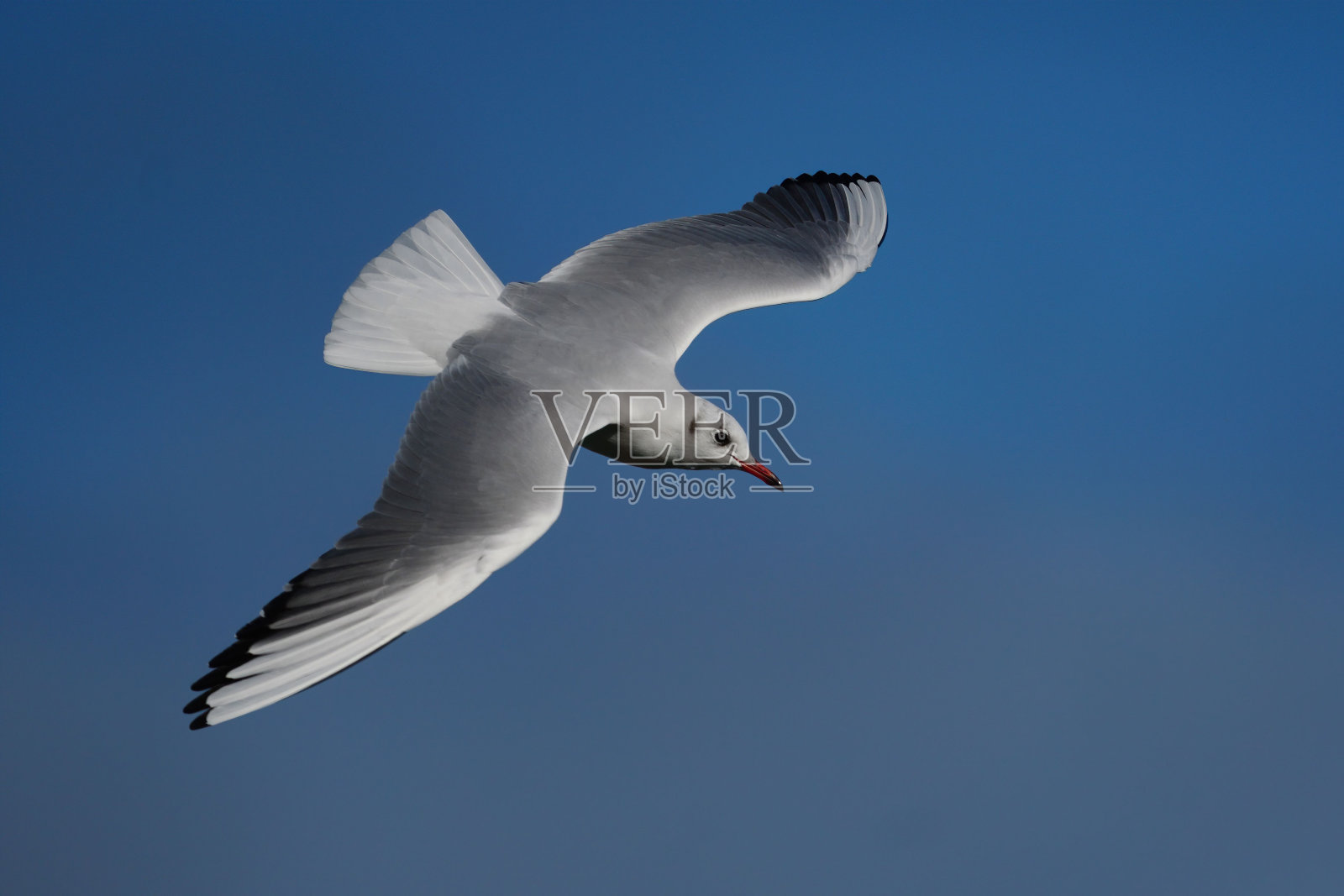 海鸥在晴朗的天空中飞翔的美丽镜头照片摄影图片