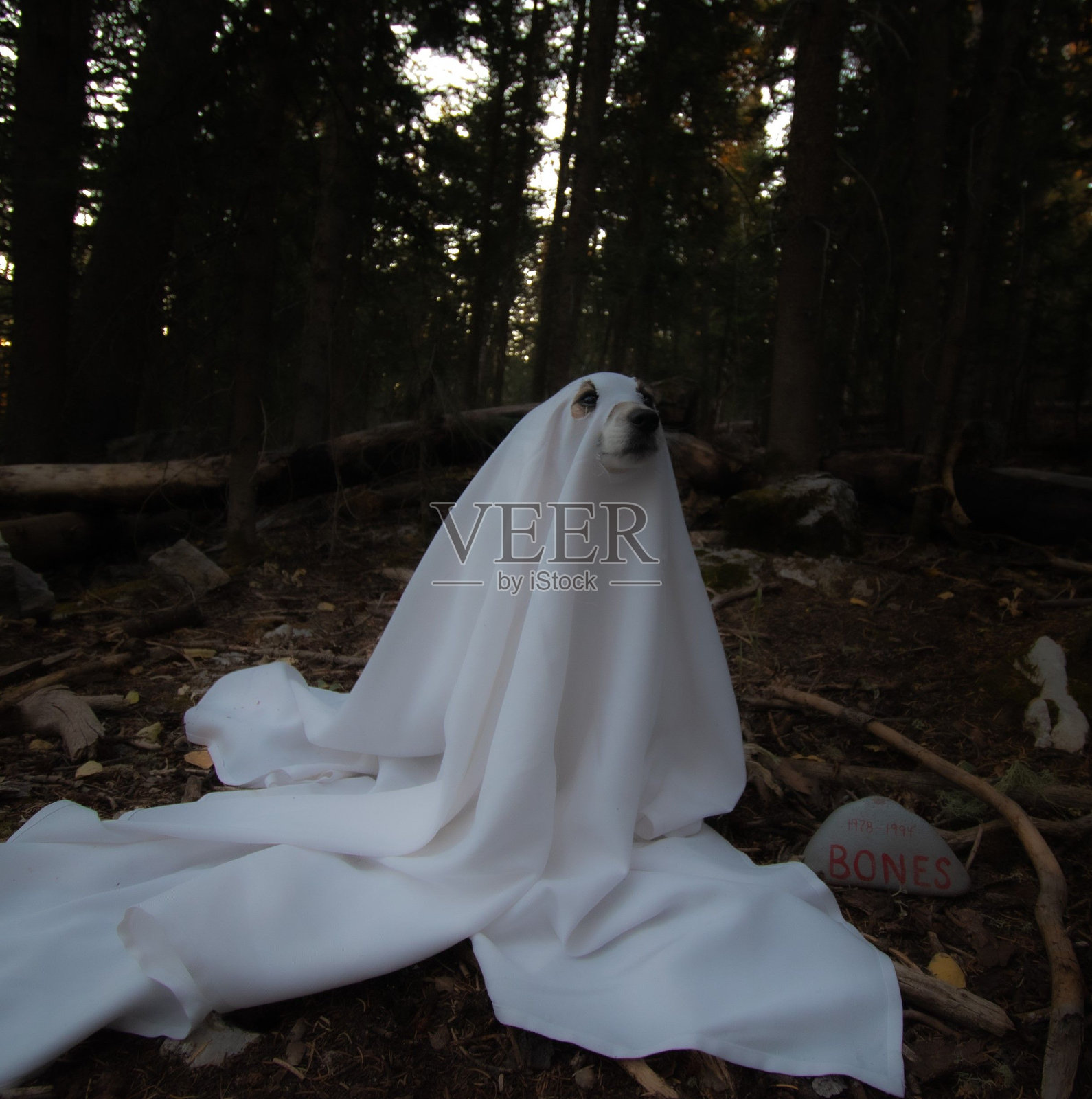 在树林里穿着鬼装的可爱狗照片摄影图片