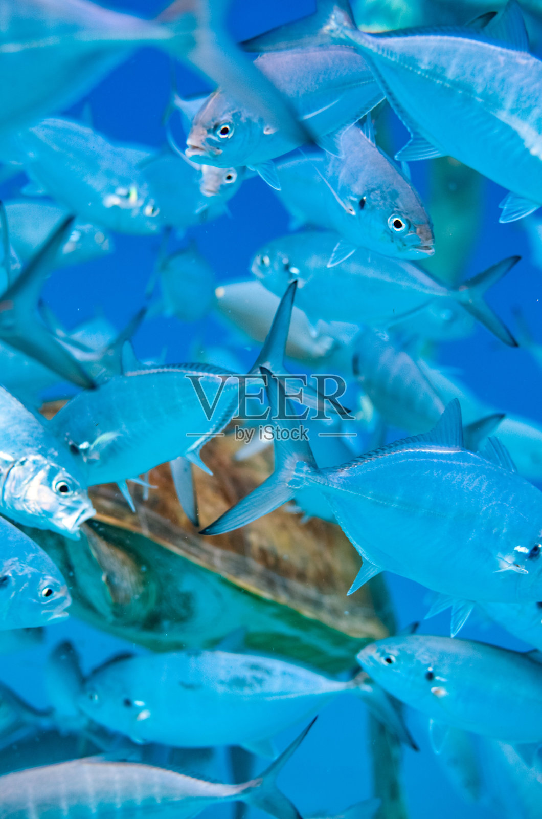 垂直特写,美丽的蓝色金枪鱼在海里游泳照片摄影图片