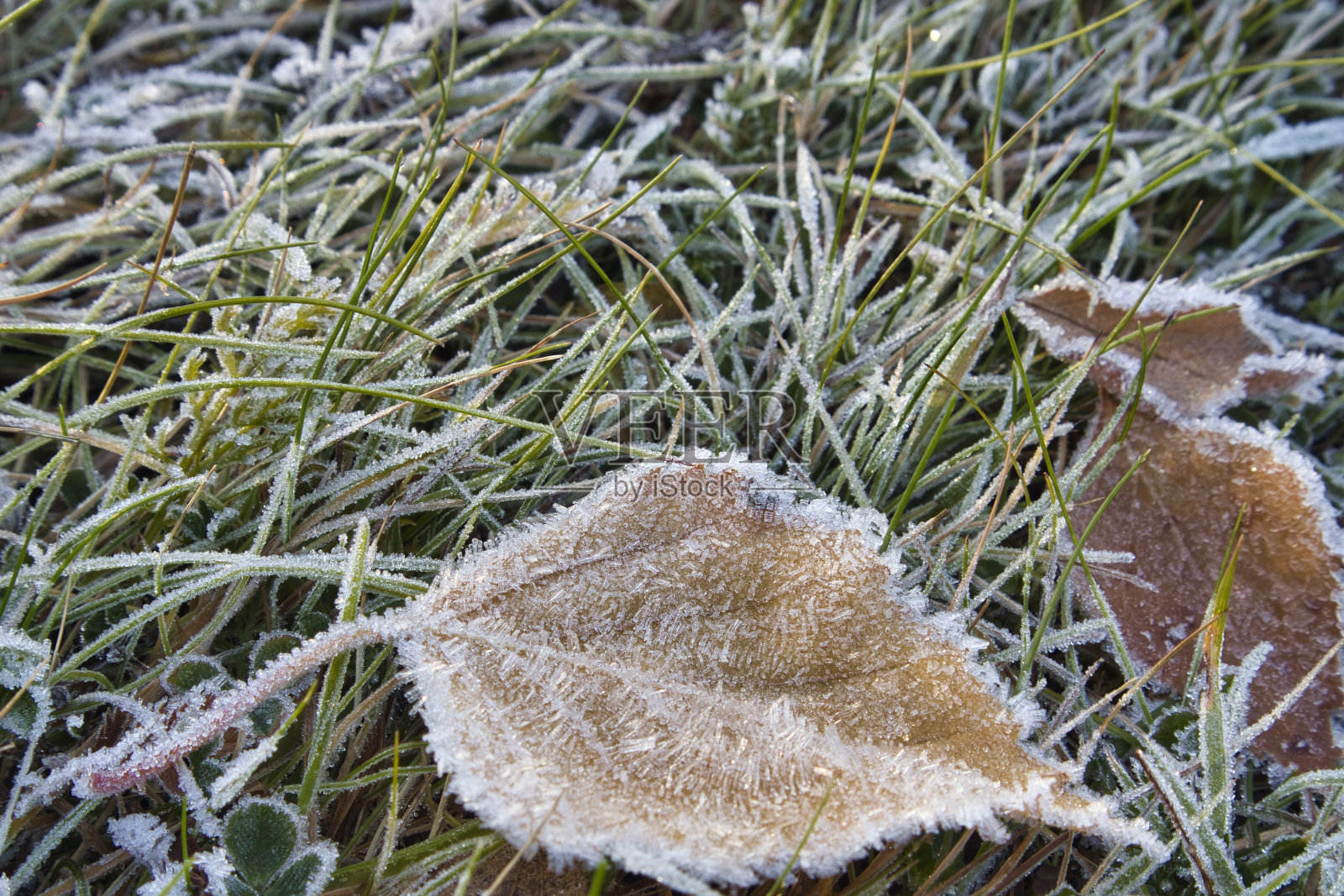 青草和树叶上覆盖着白霜照片摄影图片