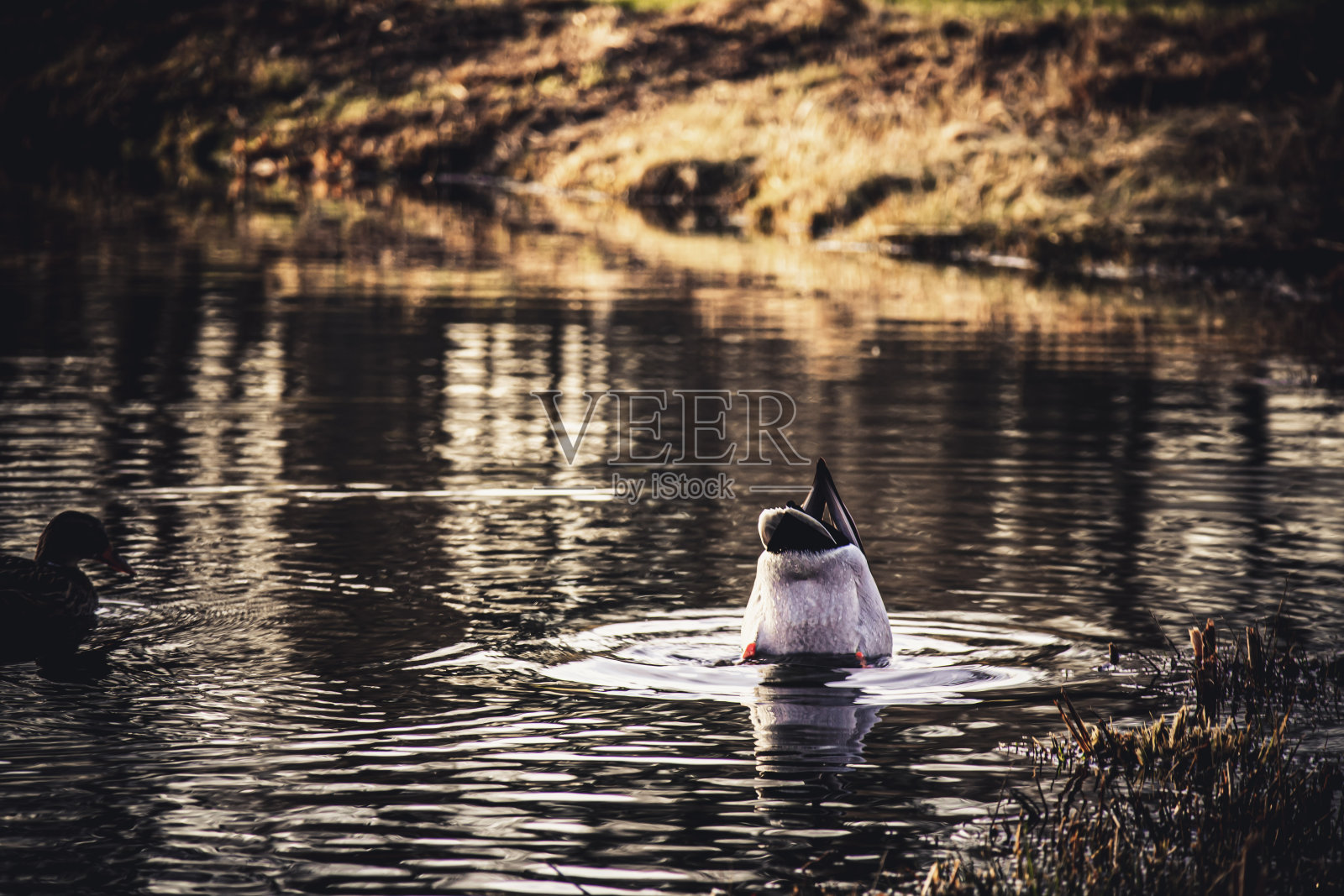 鸭子在水里照片摄影图片