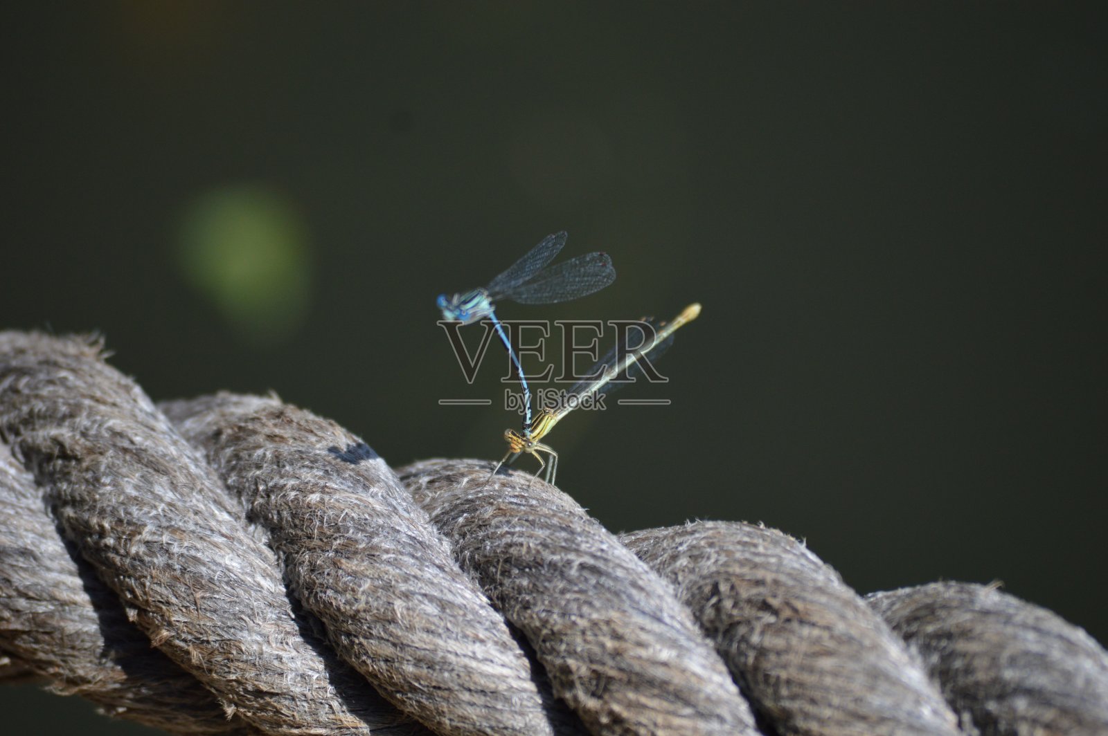 绳子上有两只小蜻蜓照片摄影图片