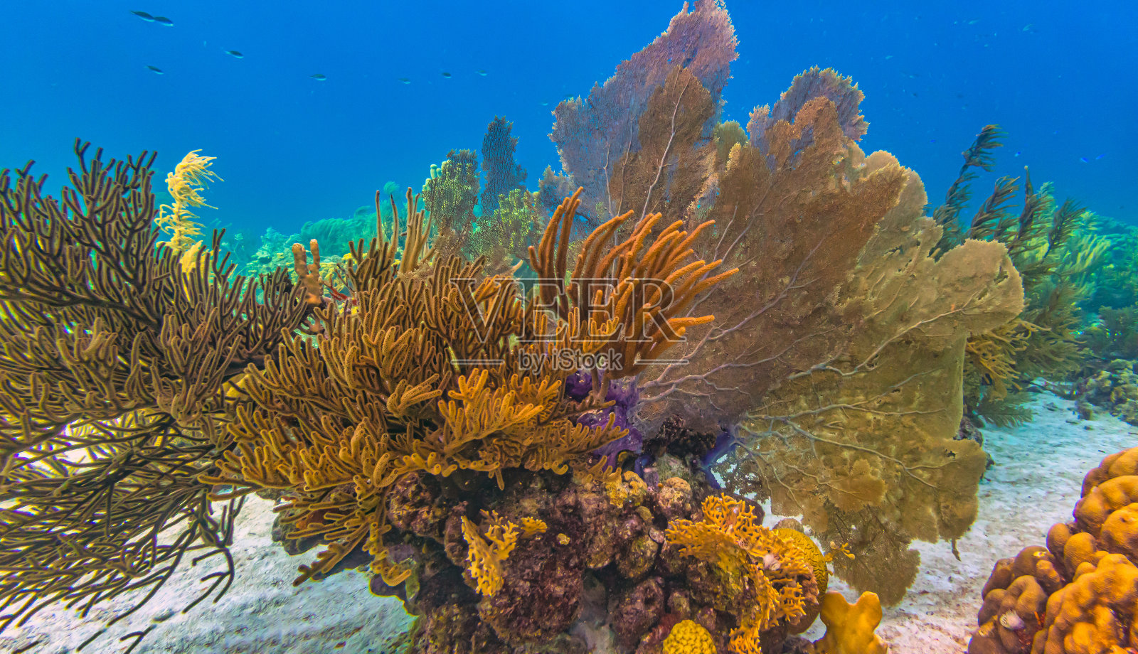 加勒比珊瑚花园照片摄影图片